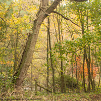 Buy canvas prints of Loggerhead Woods in Autumn  by chris hyde
