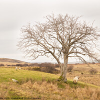 Buy canvas prints of Welsh Hill Farm by chris hyde