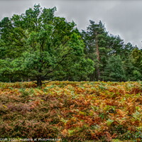 Buy canvas prints of Lonely tree at Dersingham Bog by Murray Croft