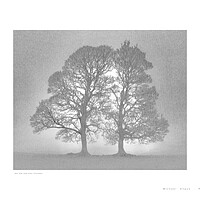 Buy canvas prints of Twin Tree (Glen Fruin [Scotland]) by Michael Angus