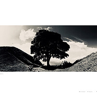 Buy canvas prints of The Sycamore Gap (Hadrian’s Wall) by Michael Angus