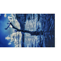 Buy canvas prints of Water Tree (Loch Lomond [Scotland]) by Michael Angus