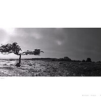 Buy canvas prints of Umbrella Tree (Hadrian’s Wall [Cumbria]) by Michael Angus