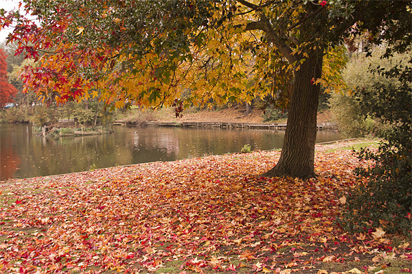 Valence Park  Autumnal Picture Board by David French