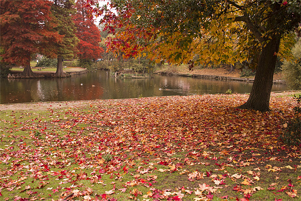 Valence Park  Autumnal Picture Board by David French