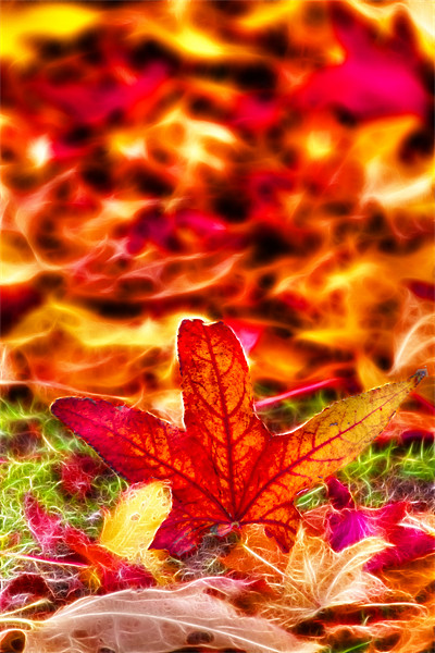 Autumn fractals leafs Picture Board by David French
