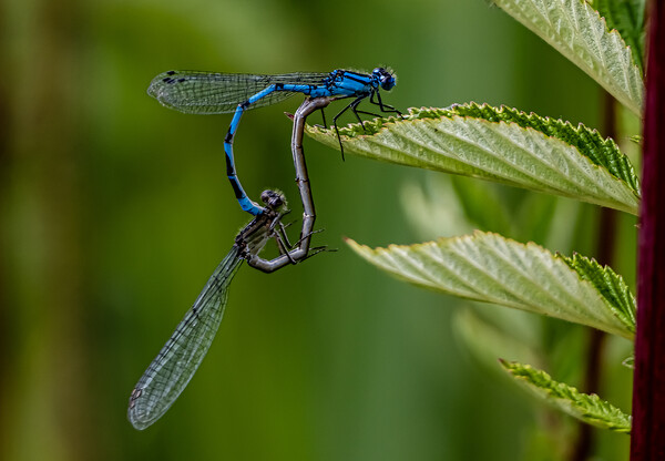 Colourful Dragonfly Mating Dance Picture Board by David French