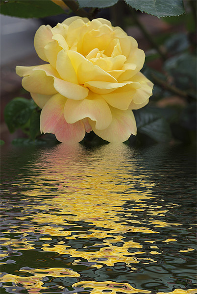 Yellow Rose hint of pink flood Picture Board by David French
