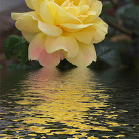 Buy canvas prints of Yellow Rose hint of pink flood by David French