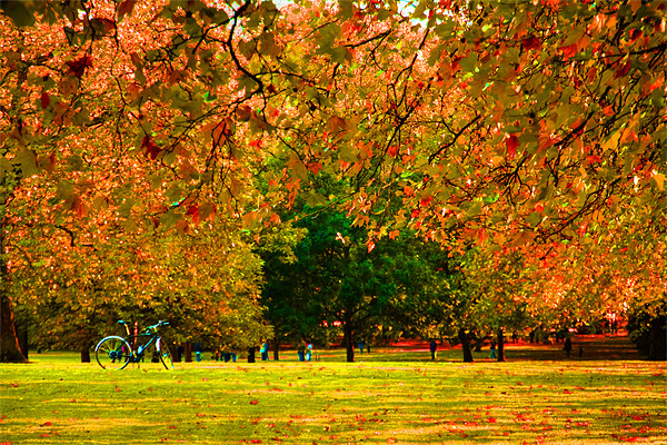 Green Park autumn London Picture Board by David French