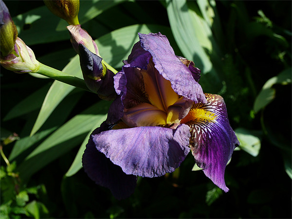 A water Iris Picture Board by David French