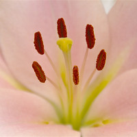 Buy canvas prints of Pink Lily Floral art by David French