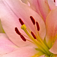 Buy canvas prints of Pink Lily Floral art by David French