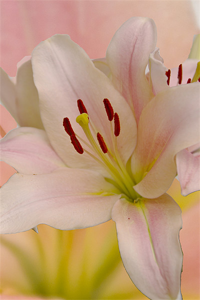 Pink Lily Floral art Picture Board by David French