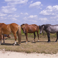 Buy canvas prints of New Forest Ponies by David French
