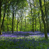 Buy canvas prints of Chalet Wood Wanstead Park Bluebells by David French