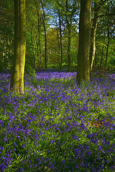 Chalet Wood Wanstead Park Bluebells Picture Board by David French
