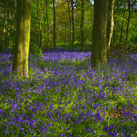 Buy canvas prints of Chalet Wood Wanstead Park Bluebells by David French