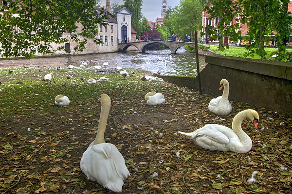 Swans in Bruge Belgium Picture Board by David French