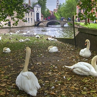 Buy canvas prints of Swans in Bruge Belgium by David French