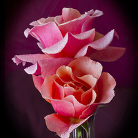Buy canvas prints of Pink and Orange Rose Blossoms by David French