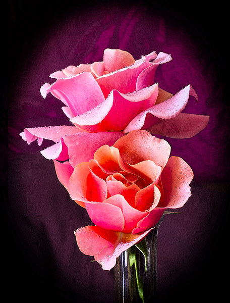 Pink and Orange Rose Blossoms Picture Board by David French