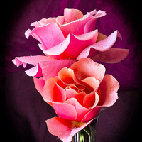 Buy canvas prints of Pink and Orange Rose Blossoms by David French