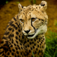 Buy canvas prints of  Cheetah Watching by David French