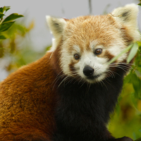 Buy canvas prints of  China Red Panda by David French