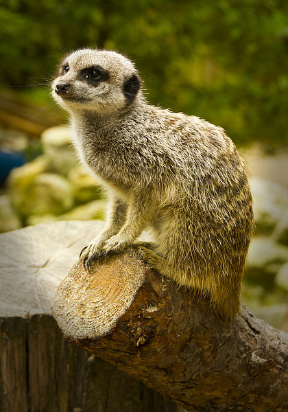  Meerkats  Picture Board by David French