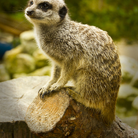 Buy canvas prints of  Meerkats  by David French