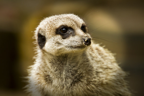 Meerkats   Picture Board by David French