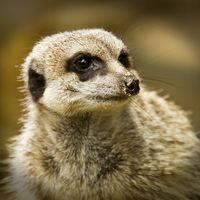 Buy canvas prints of Meerkats   by David French