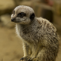 Buy canvas prints of Meerkats   by David French