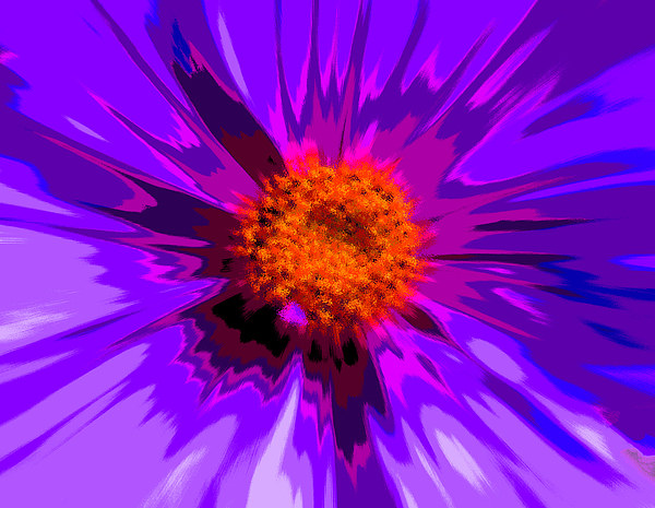  Flower Explosion Colour Picture Board by David French