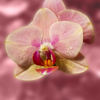 Buy canvas prints of Stunning Orchids by David French