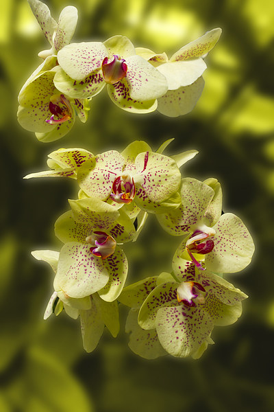 Stunning Orchids Picture Board by David French
