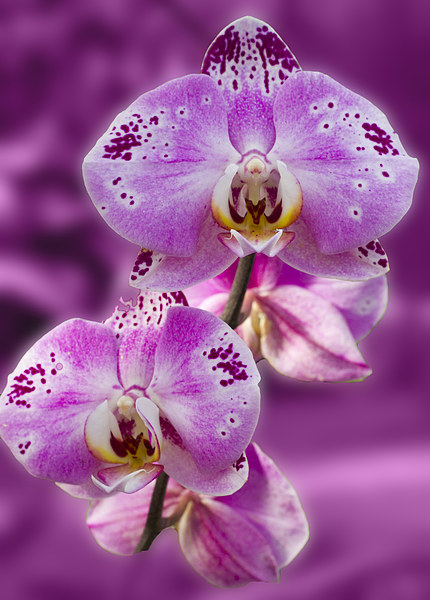 Stunning Orchids Picture Board by David French