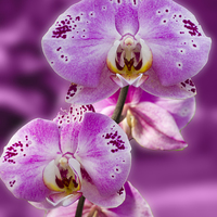 Buy canvas prints of Stunning Orchids by David French