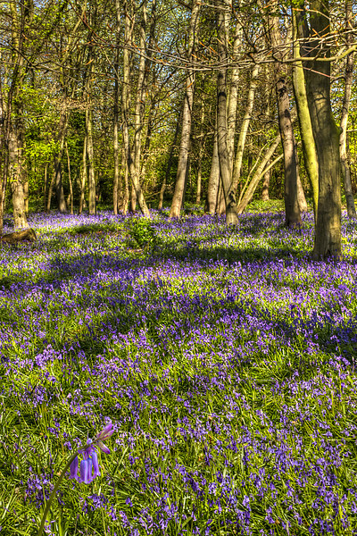  Chalet Wood Wanstead Park Bluebells Picture Board by David French