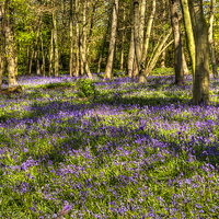 Buy canvas prints of  Chalet Wood Wanstead Park Bluebells by David French