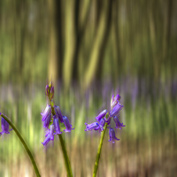 Buy canvas prints of Chalet Bluebell Woods by David French