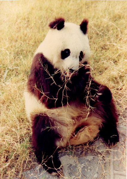 Chinese Giant Panda Picture Board by David French