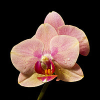 Buy canvas prints of Stunning Orchids by David French