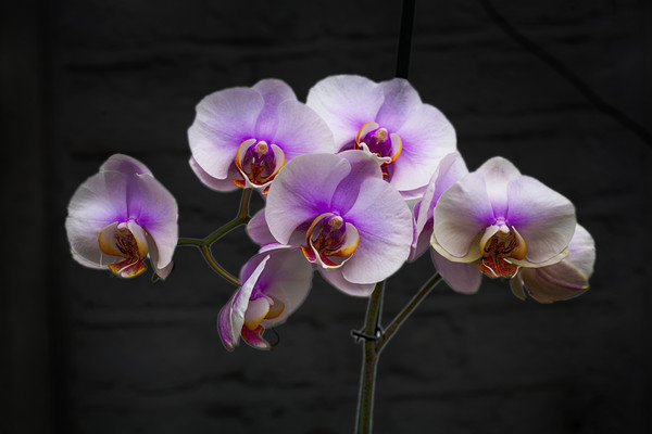 Stunning Pink Orchids Picture Board by David French