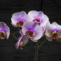 Buy canvas prints of Stunning Pink Orchids by David French