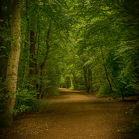Buy canvas prints of Epping Forest Walk by David French