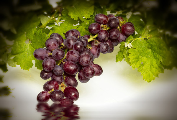 Krissy Gold Grapes Picture Board by David French