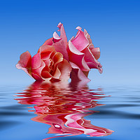 Buy canvas prints of Pink Rose sea plale blue by David French