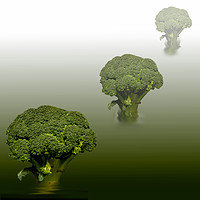 Buy canvas prints of Broccoli Green Veg by David French